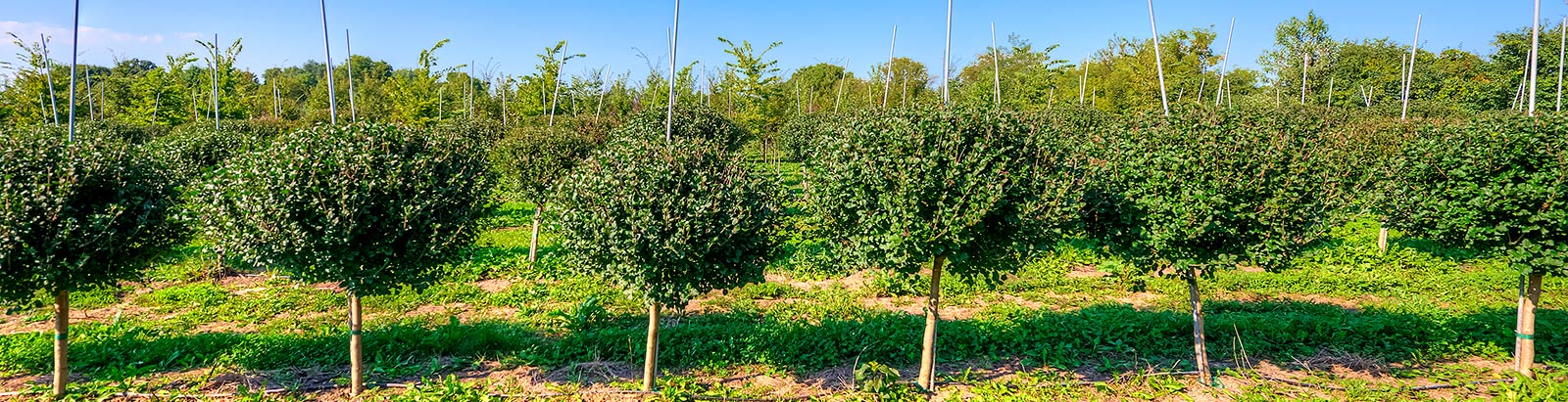 Contact Invanhoe Nursery